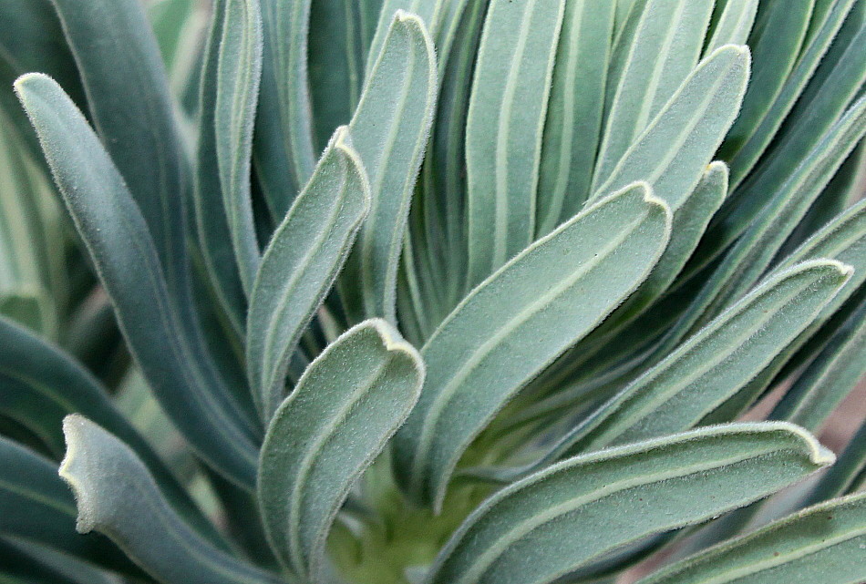Image of genus Euphorbia specimen.