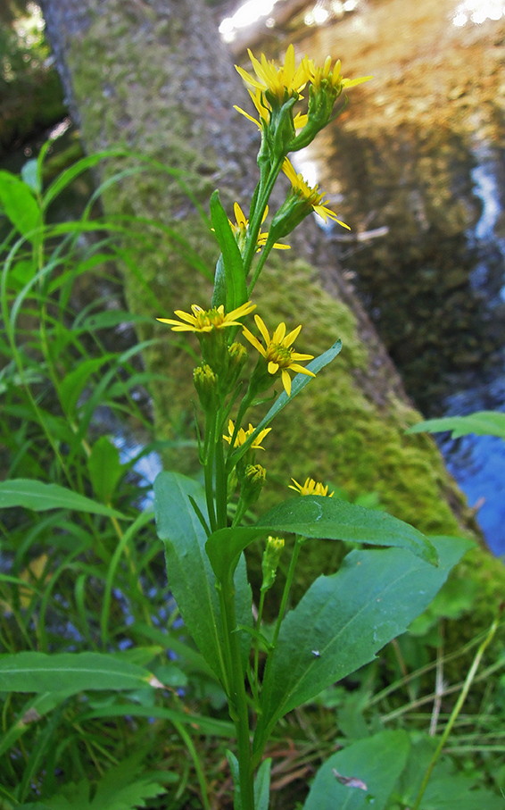 Image of Solidago virgaurea ssp. lapponica specimen.
