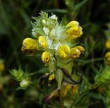 Rhinanthus aestivalis