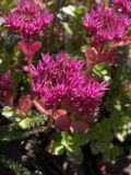 Sedum spurium