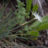 Dianthus kuschakewiczii. Цветок. Казахстан, Тянь-Шань, Заилийский Алатау, выше Чимбулака, 2200 м н.у.м. 01.07.2013.