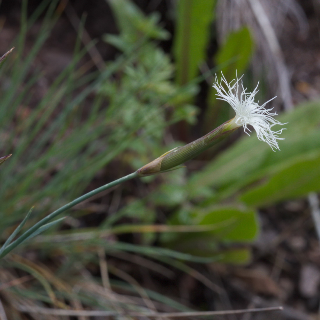 Изображение особи Dianthus kuschakewiczii.