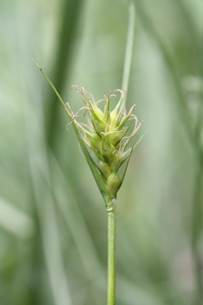 Image of Carex michelii specimen.