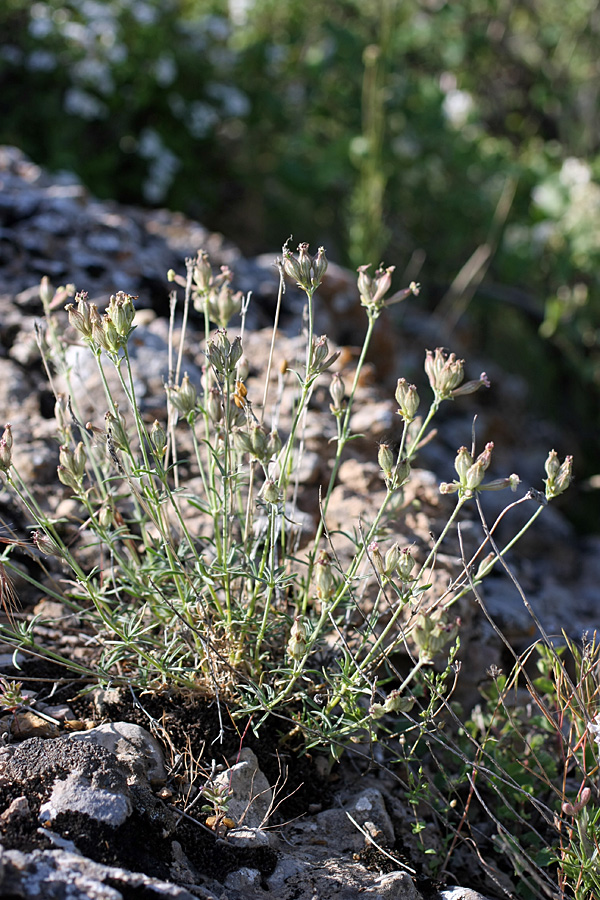 Image of Silene brahuica specimen.