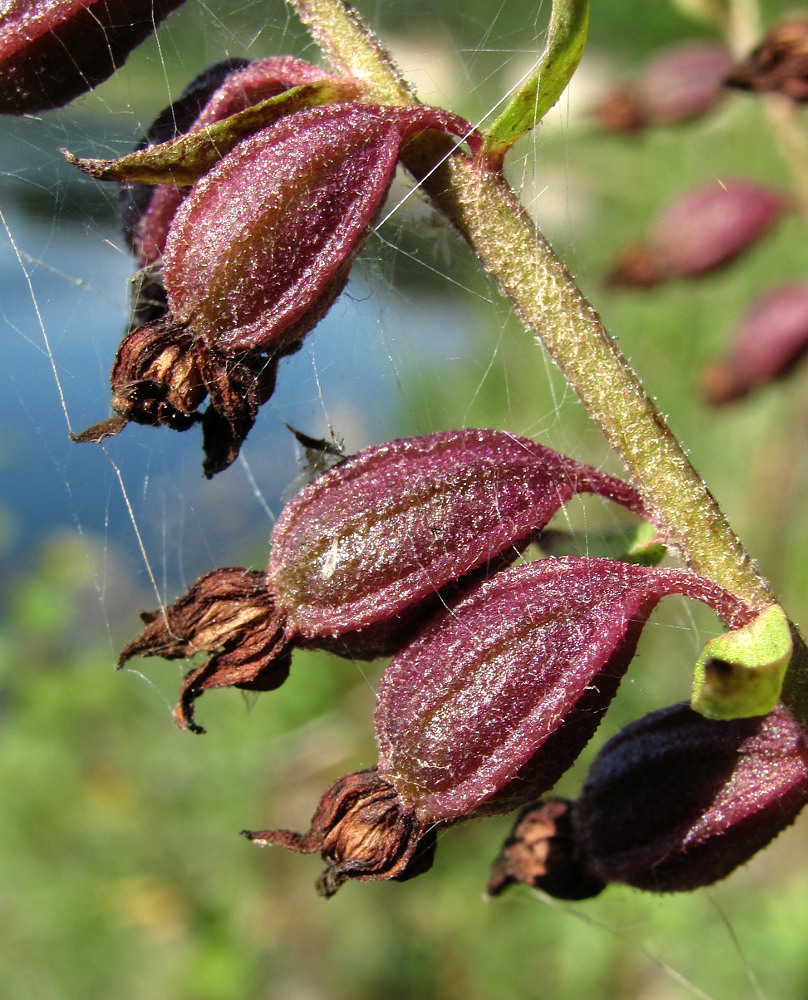 Image of Epipactis atrorubens specimen.