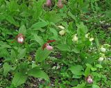 Cypripedium &times; ventricosum