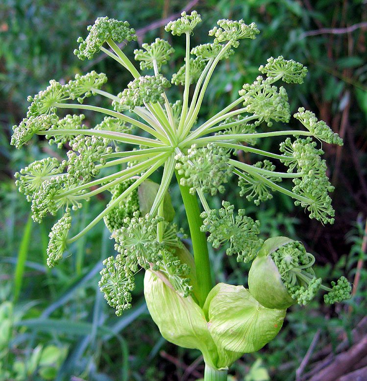 Изображение особи Angelica sylvestris.