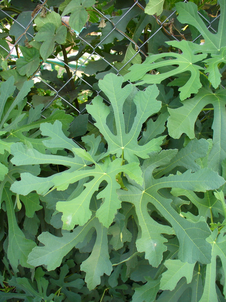 Изображение особи Ficus carica.