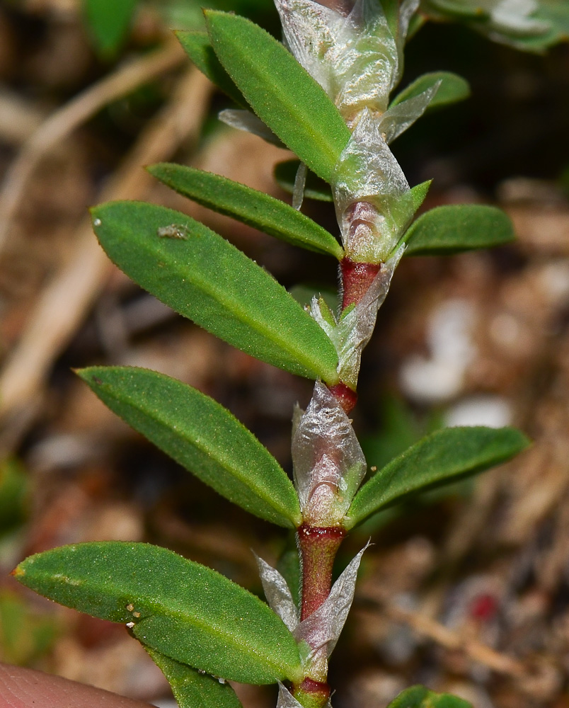 Image of Paronychia argentea specimen.