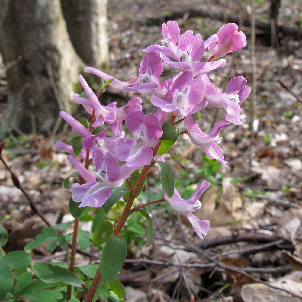 Image of Corydalis caucasica specimen.