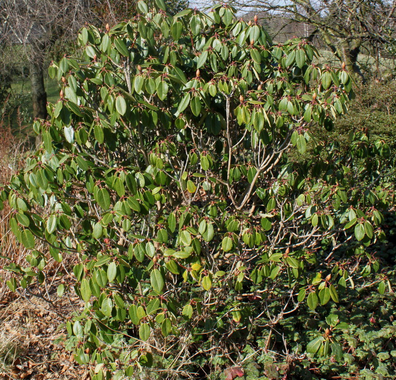 Image of Rhododendron campanulatum specimen.