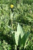 Ligularia altaica