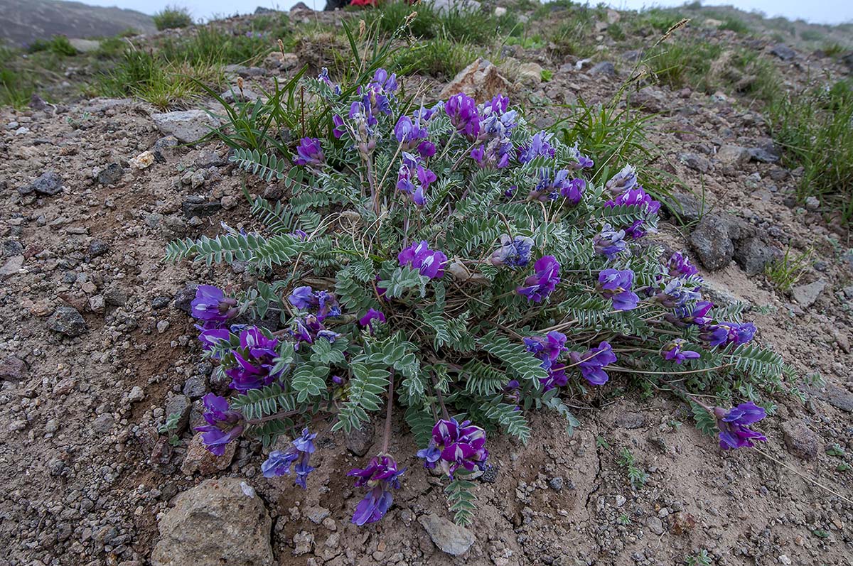 Image of Oxytropis kamtschatica specimen.