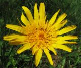 Tragopogon orientalis