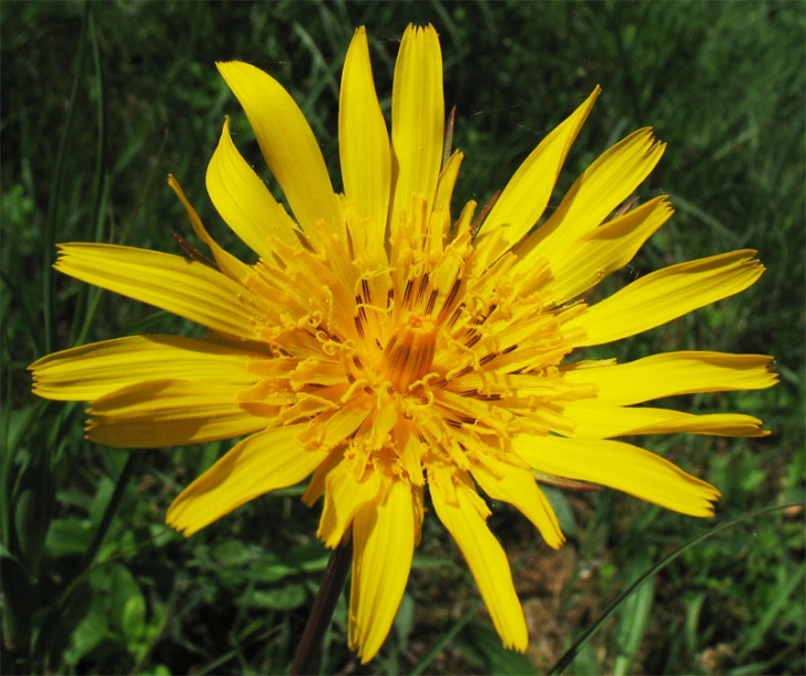 Изображение особи Tragopogon orientalis.