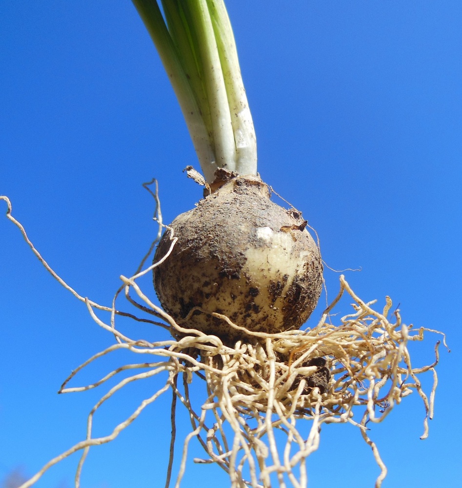 Image of Ornithogalum woronowii specimen.