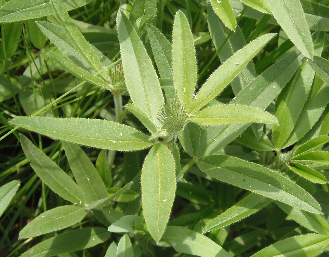 Изображение особи Trifolium alpestre.