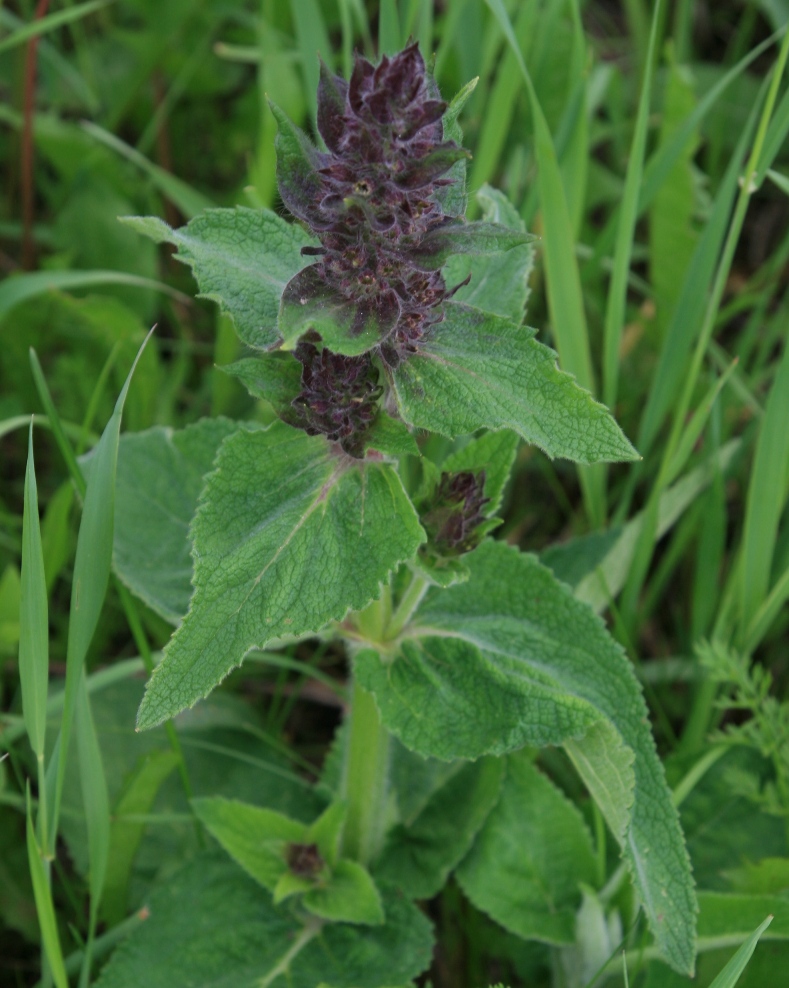 Изображение особи семейство Lamiaceae.