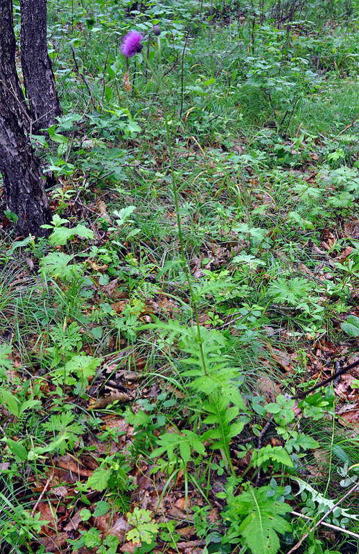 Image of Cirsium schantarense specimen.