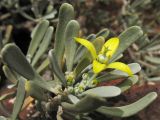Neochamaelea pulverulenta. Верхушка побега с цветком и бутонами. Испания, Канарские острова, Тенерифе, мыс Тено, в зарослях суккулентных кустарников. 5 марта 2008 г.