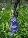 Veronica teucrium. Часть соцветия. Украина, Львов, луговой склон южной экспозиции. 7 июня 2009 г.