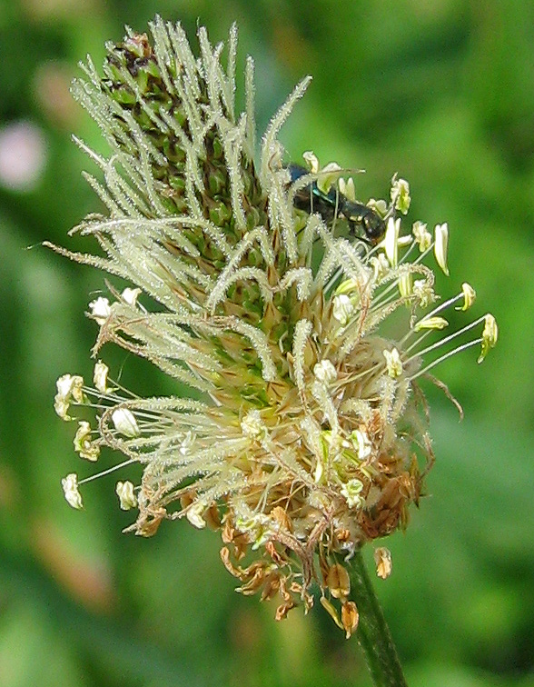 Изображение особи Plantago lanceolata.