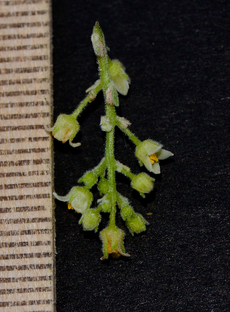 Image of Bursera hindsiana specimen.