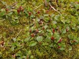 Salix herbacea. Плодоносящие растения на замшелом камне. Окрестности Мурманска, северный склон Лисьей сопки. Конец августа 2008 г.