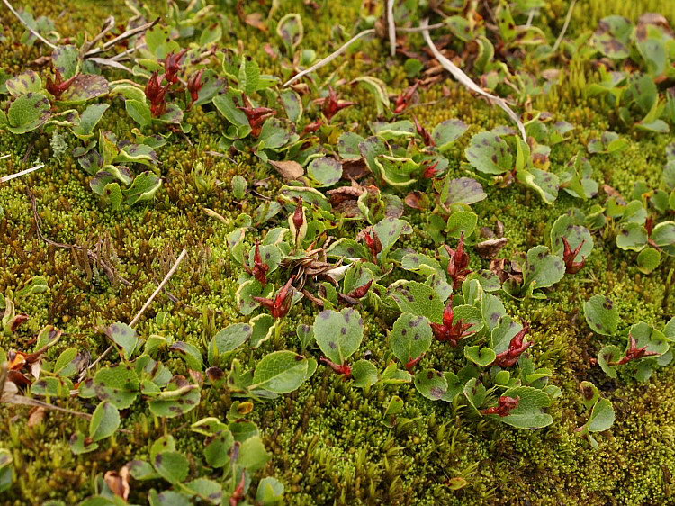 Изображение особи Salix herbacea.