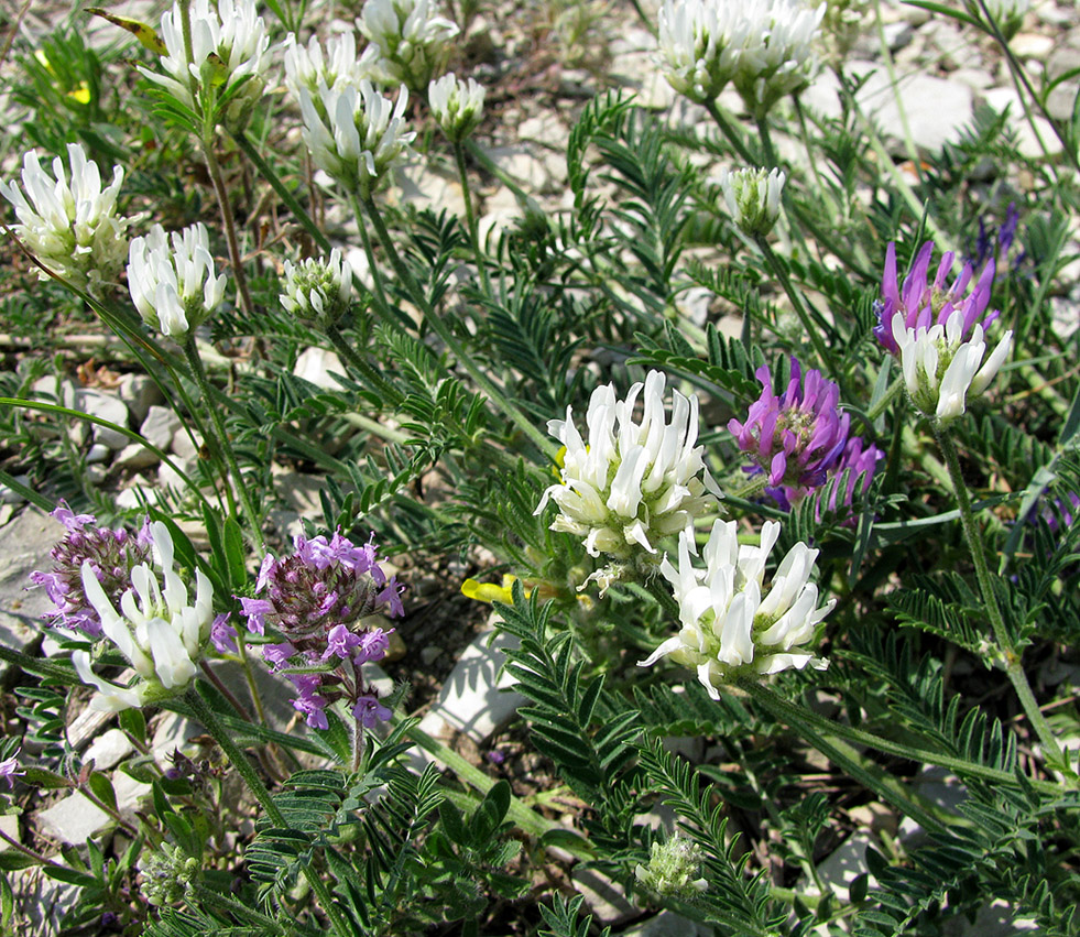 Изображение особи Astragalus circassicus.