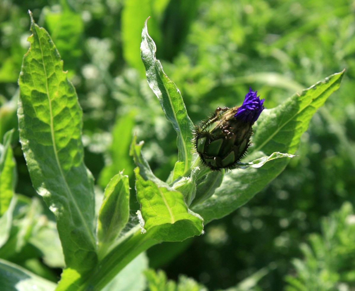 Image of Centaurea nigrofimbria specimen.