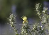 Carthamus lanatus