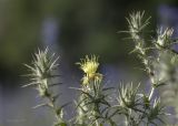 Carthamus lanatus. Верхушки побегов с цветком и бутонами. Крым, Севастопольский р-н, пос. Андреевка. 12.06.2014.