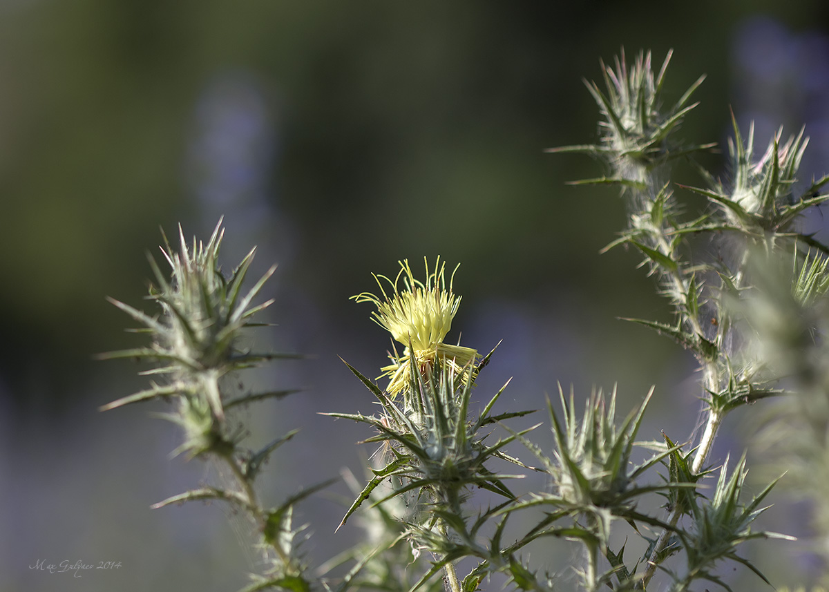 Изображение особи Carthamus lanatus.