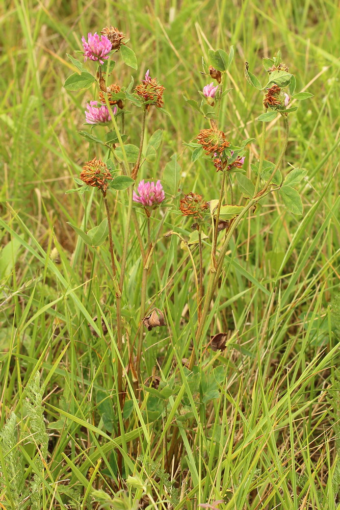 Изображение особи Trifolium pratense.