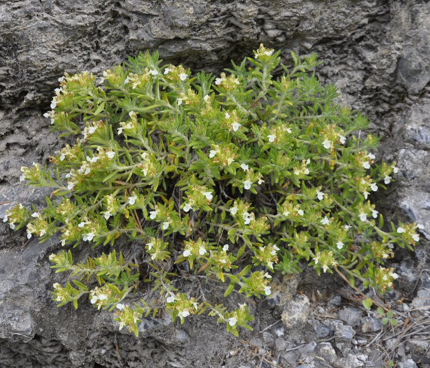 Изображение особи Teucrium montanum ssp. helianthemoides.