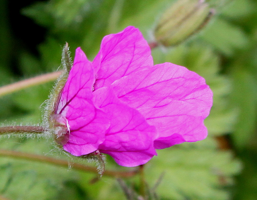 Изображение особи Erodium cicutarium.