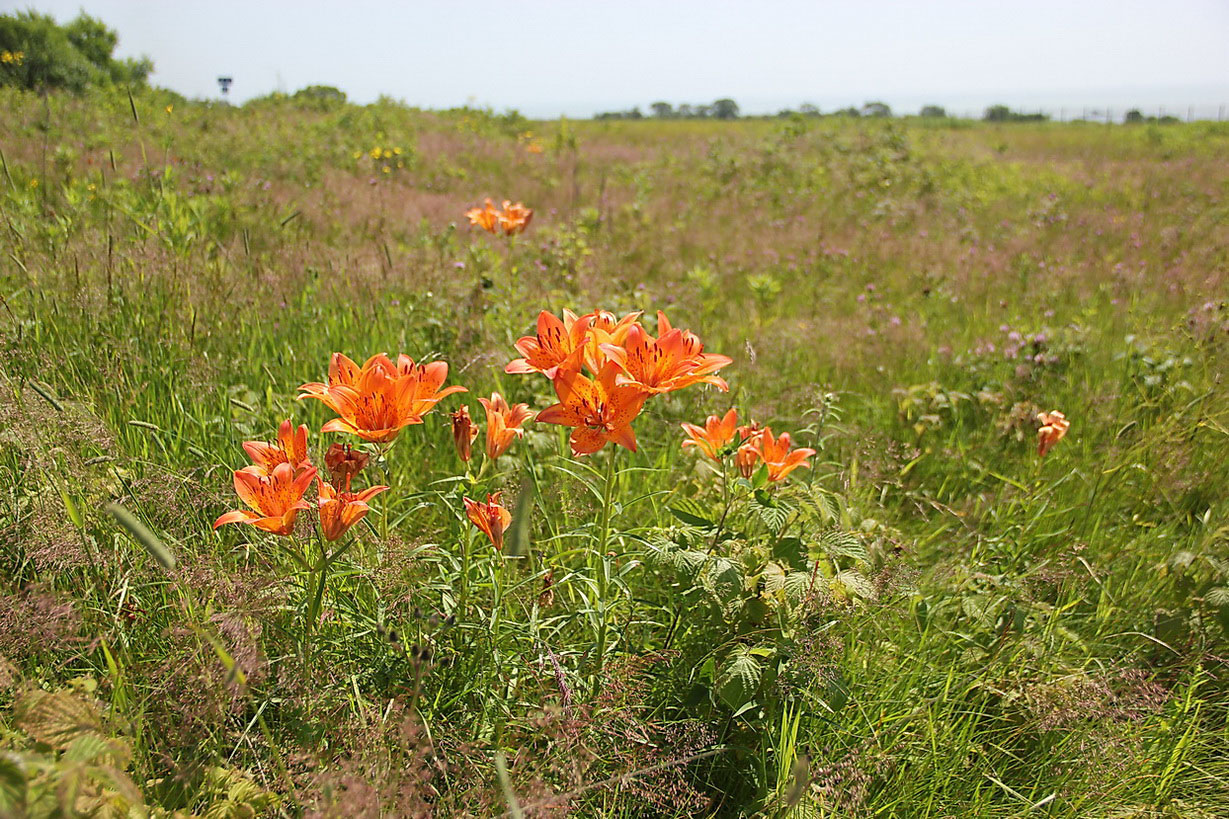 Изображение особи Lilium pensylvanicum.