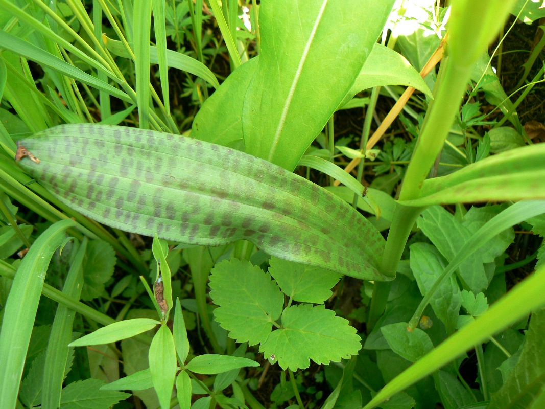 Image of Dactylorhiza baltica specimen.