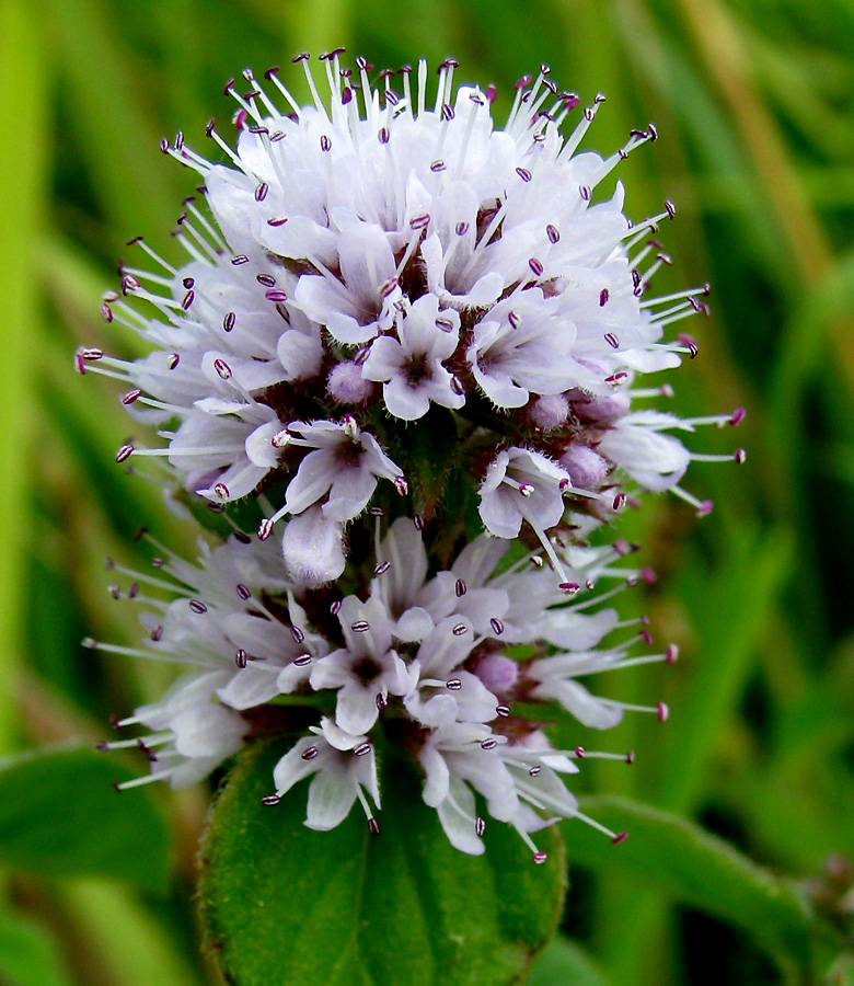 Изображение особи Mentha aquatica.