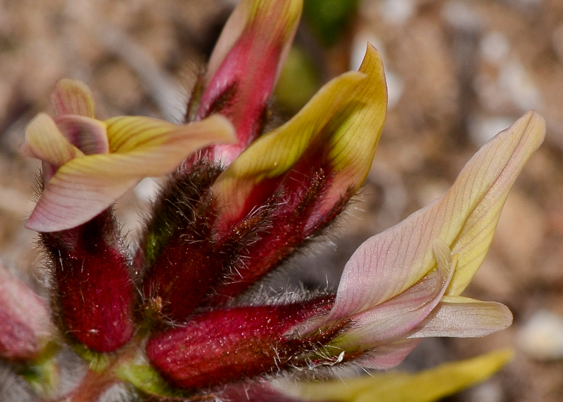 Изображение особи Astragalus berytheus.