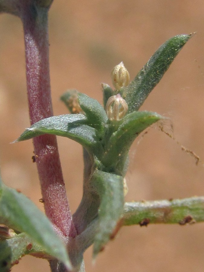 Image of Petrosimonia brachiata specimen.