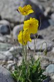 Papaver croceum