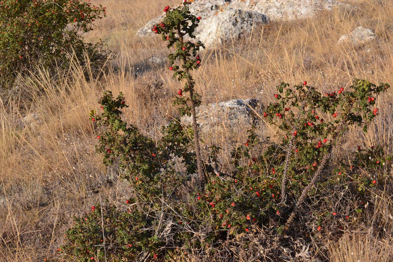 Image of Rosa turcica specimen.