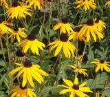 Rudbeckia fulgida