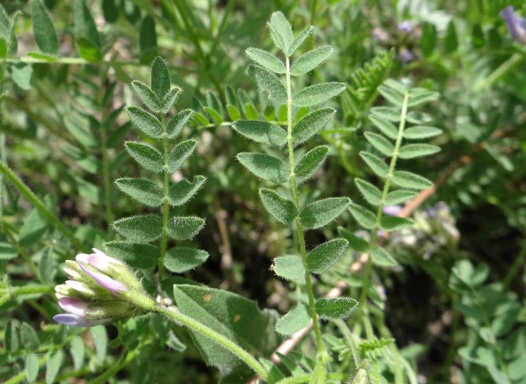 Изображение особи Astragalus danicus.