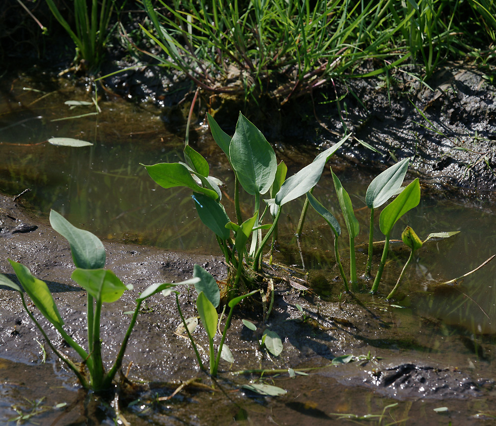 Image of Alisma plantago-aquatica specimen.