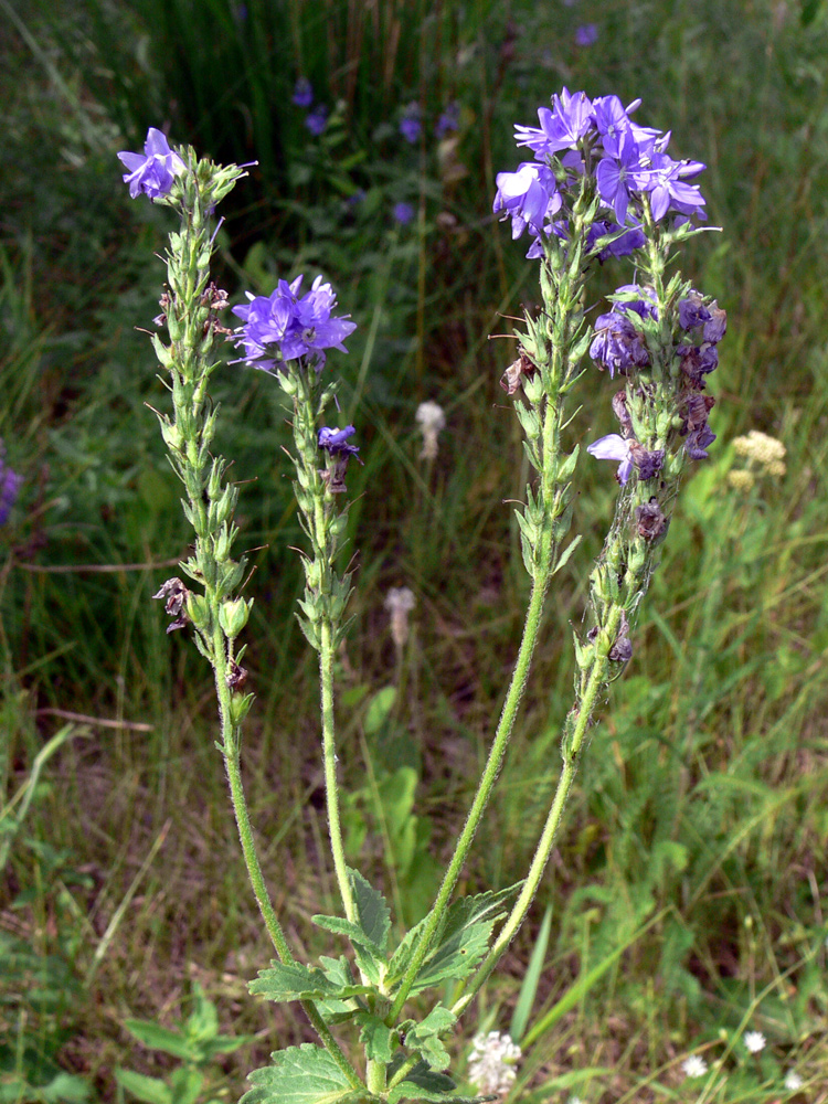 Изображение особи Veronica teucrium.