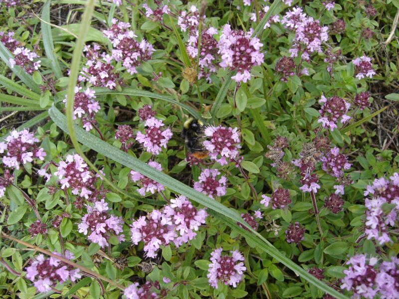 Image of Thymus ovatus specimen.