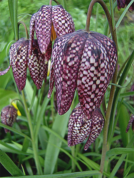 Изображение особи Fritillaria meleagris.